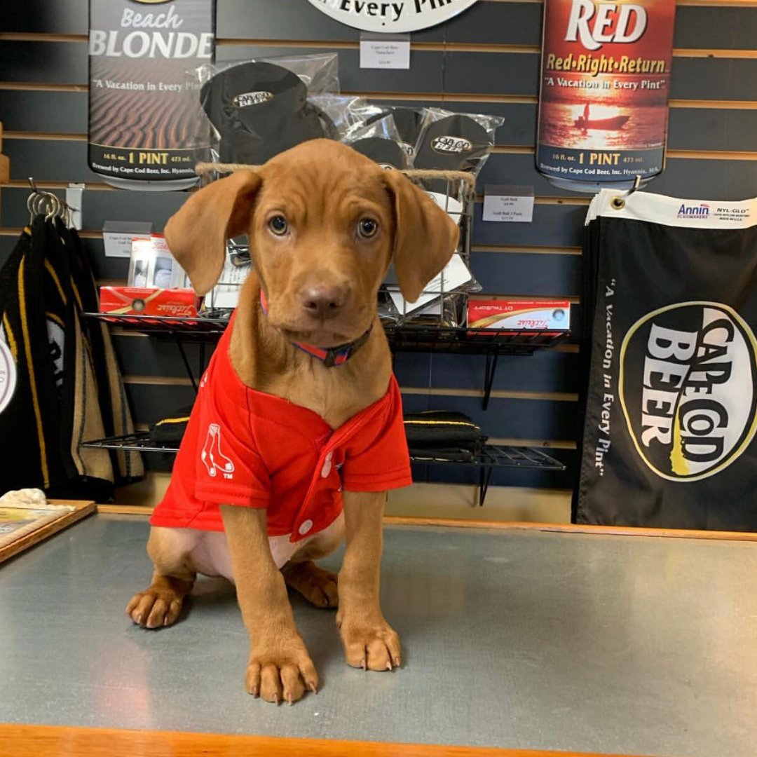 capecodbeer's tweet photo. 🐶Sometimes all you need on a Monday morning is a picture of an adorable dog! Happy Monday from Scooby doo! 🍻

@fleetingmomentsphoto 

#CapeCodBeer
#CapeCodDog 
#DogPhotos 
#ShopLocal
#DrinkLocal https://t.co/n5QnrSsvDq