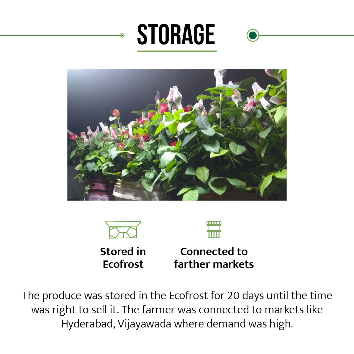 EcozenSolutions's tweet photo. Flowers are difficult to maintain, but with #Ecofrost, you can store flowers for longer duration and keep the freshness intact.
Here's a #EcozenCaseStudy of how a user could maintain the freshness of their Dutch Flowers for 20 days and earn great profit!
#Ecozen #Farmer #India https://t.co/E6L14kjacV
