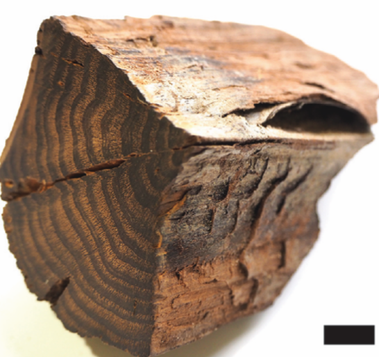 schubertBA's tweet photo. Open #Postdoc Position! (please share)

Come work with us to study past climate using modern and fossil wood.

Members of all underrepresented groups are encouraged to apply.

https://t.co/pYHsnbAQXF https://t.co/R41Rg0EVW9