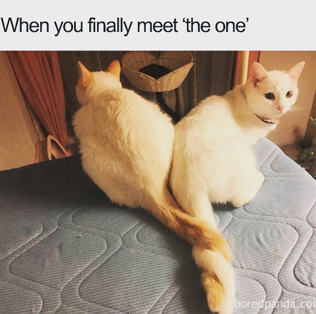 SpeedDating757's tweet image. Tell em you met @SpeedDating757 #hamptonroadssingles #speeddating #single757 #meetminglematch757