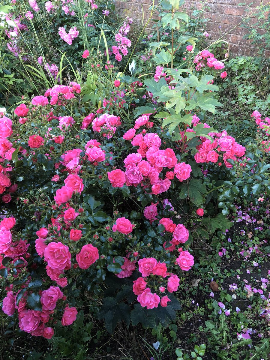<a href="/nsaidian/">💃NS💃🇺🇸🕊</a> Happy day 😉💐🙏