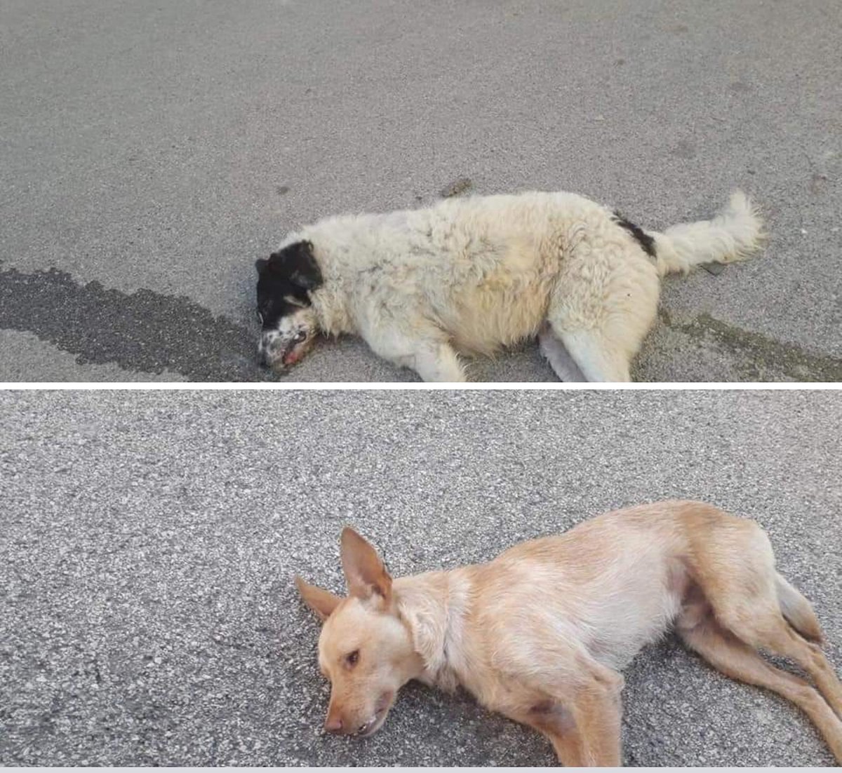pelosinelcuore's tweet image. #SICILIA #RIESI #CALTANISSETTA
GENNAIO 2020 ? O ERA DEI BARBARI? 😡
LI STANNO AVVELENANDO TUTTI 😓
TROPPO POCHI QUELLI CHE LI AMANO....
Rimane solo tanto sconforto impotenza rabbia e disperazione.  R.I.P