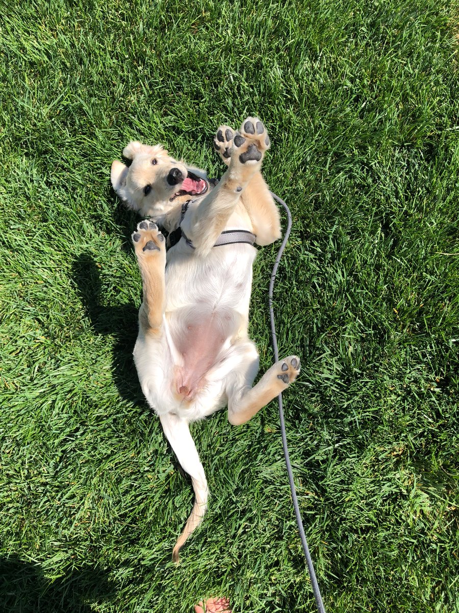 rsippp's tweet photo. It’s been a long year of adorable puppies @RoverDotCom #MyYearWithRover #contest https://t.co/4ldFQiQoRc