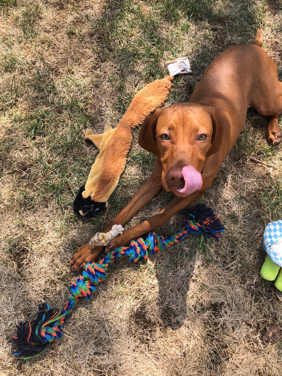 rsippp's tweet photo. It’s been a long year of adorable puppies @RoverDotCom #MyYearWithRover #contest https://t.co/4ldFQiQoRc