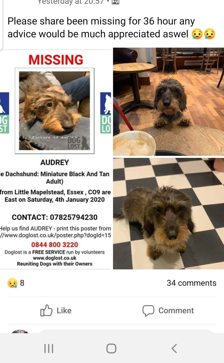 KimboC12's tweet photo. MISSING SAUSAGE 
@SausageArmyHQ 
@MrBertie_bobs @Fonz_ @DollyDelacour @wireysausagedog @DexterMidgley @sausagetails @ediesausage @SSW_SausageWalk @TRFdachRescue https://t.co/0wkcb0n34p