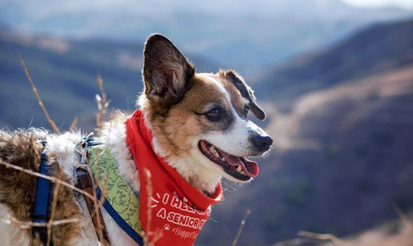 Dog for Dog tweet media