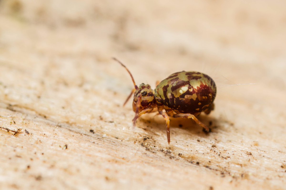 markhortonphoto's tweet image. Dicyrtomina saundersi globby @theGSBI @CUPOTYawards @BBCSpringwatch flic.kr/p/2iarVqw #tinybugs