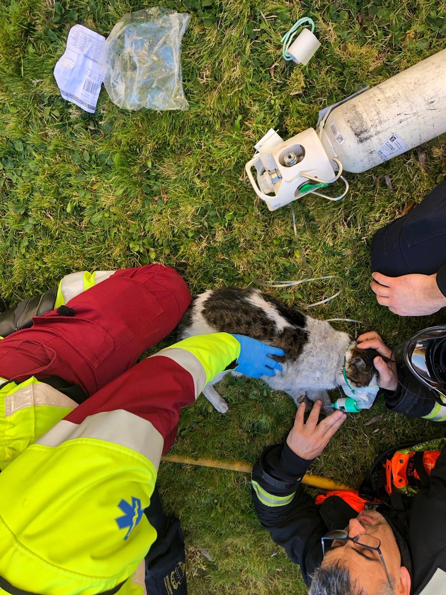 112cmadrid's tweet photo. Y queremos destacar la intervención conjunta que esta mañana han hecho en un pequeño incendio de vivienda en #LasRozas reanimando a un gato intoxicado entre #BomberosCM #SUMMA112 y @SAMERpclasrozas No hubo personas afectadas. El minino ya está bien 😊🐱 https://t.co/sJNJTUAuxH