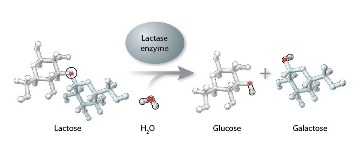 lactose being digested in glucose and galactose by the lactase enzyme