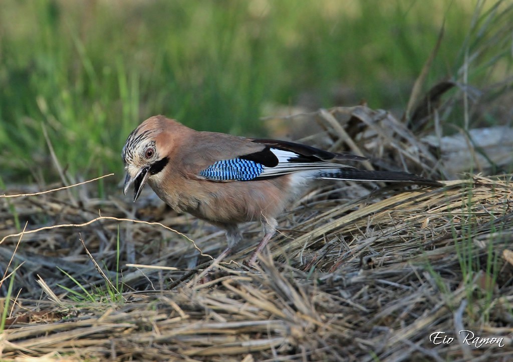 SOS Delta Llobregat tweet media