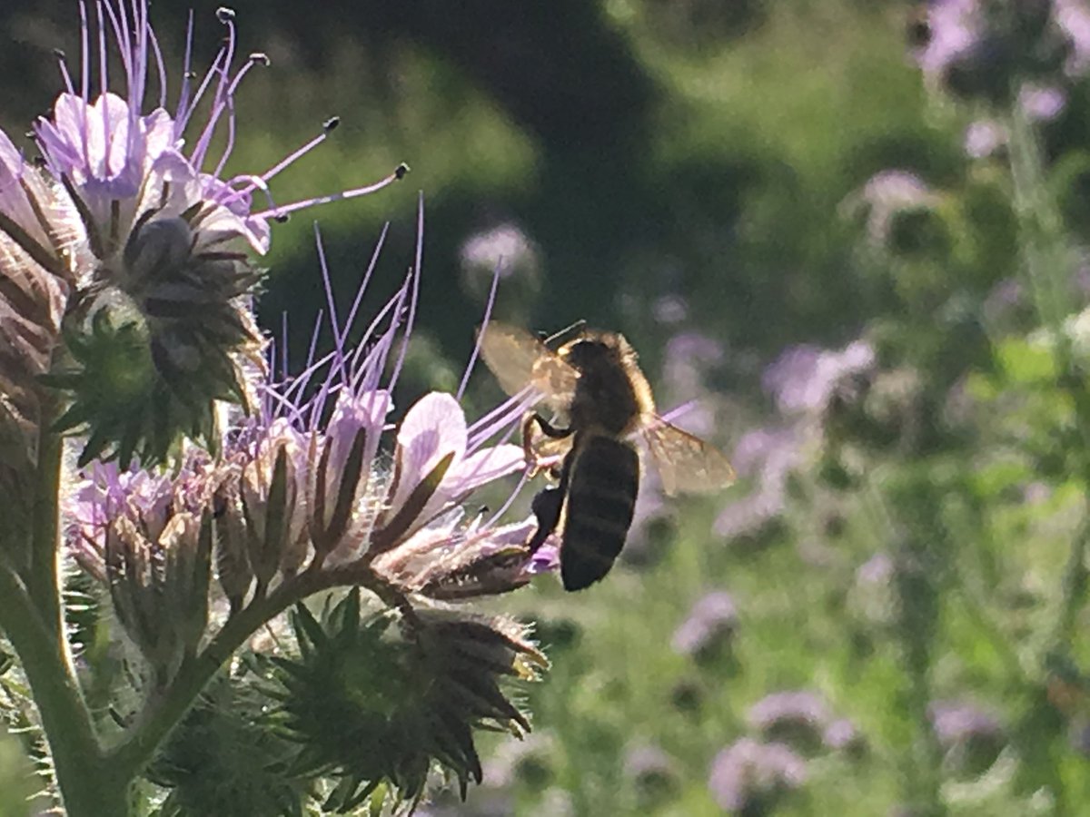 En 2020, réveiller le lien des élèves avec la #Nature 🌻⚘🌿🌲 : apprendre à l'observer, à l'écouter, à la sentir et à la respecter 🌏 #voeux2020 <a href="/actoulouse/">Académie de Toulouse</a> @EducationFrance