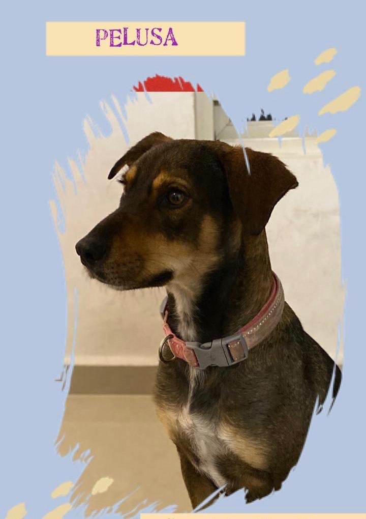 CrearMty's tweet photo. PELUSA 🌸
Hembra
Mestiza
Tamaño mediano
2 años aprox

Sociable con perros! muy dócil y cariñosa.

⚠️Adopcion Externa⚠️ https://t.co/6cJ3vVSwjd