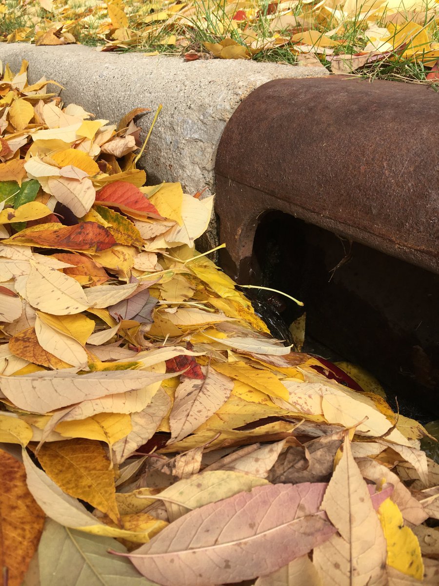 USFS_UFS's tweet photo. More great research about #urbanforests and stormwater runoff this Wed., Jan. 8 at 1 p.m. EST.  https://t.co/t13RG514sV. https://t.co/wpWvzRQE19