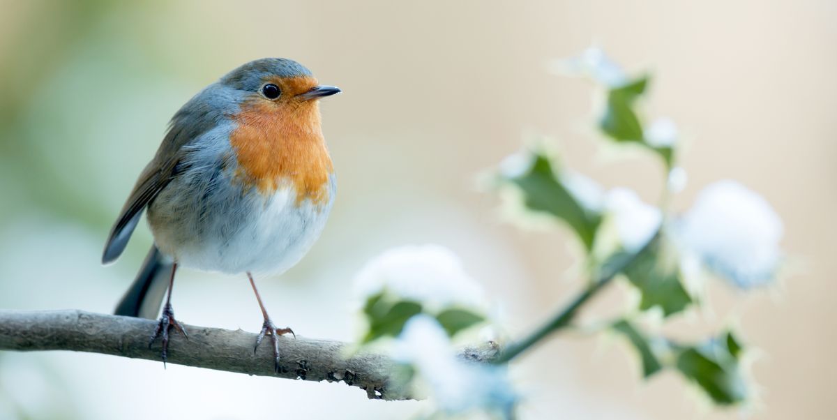 #Winter can be a tough time for #birds, especially with the risk of ice and snow freezing their reliable food supplies. We all want to help the birds that visit our garden, but what's the best thing to do? #garden #wildlife buff.ly/2QSAVaP