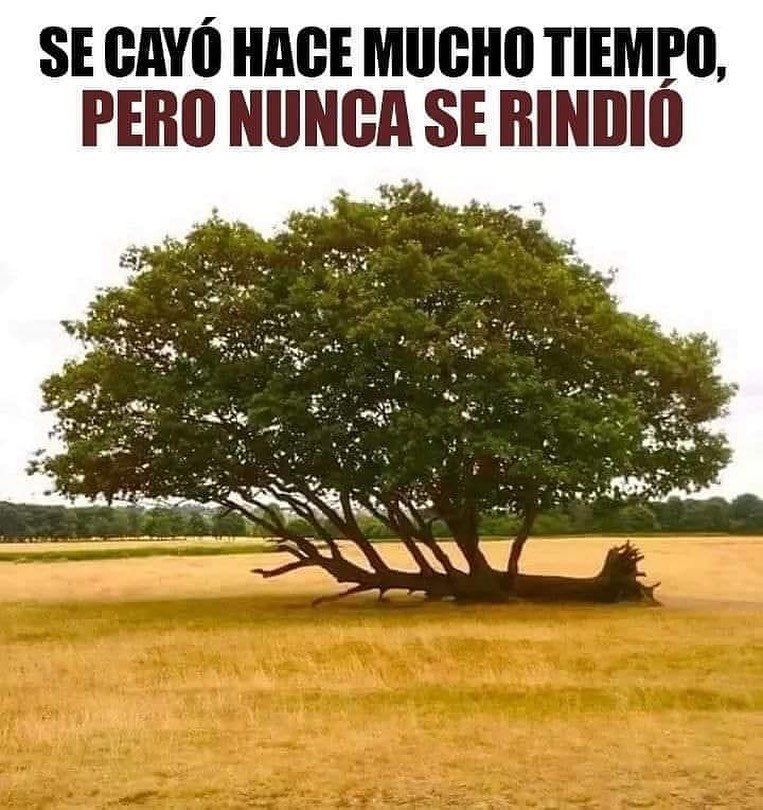 gillopezalfonzo's tweet photo. #FelizLunes #NeverGiveUp #MindSetRest https://t.co/KoLiLNK8fE