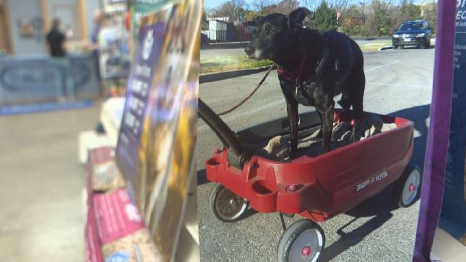 KXAN_News's tweet image. Lady the dog never missed a chance to go to her favorite store, and when the store heard of her death, they made sure she&apos;d be remembered forever kxan.com/news/local/aus…