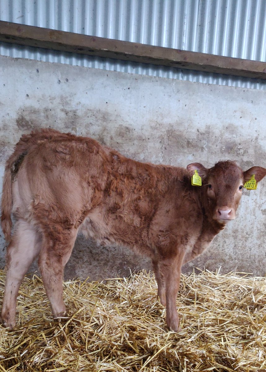 sean_cooney1's tweet photo. Greenville Nua Pandora 10 week old, Derrygullinane Kingbull X Ondit X Rocky. #autumncalving #irishfarming #irishlimousin #pedigree #farmpassion #showpotential @irishlimousin @BeefPrestige @progressivegen https://t.co/qoYo3KW9Ak