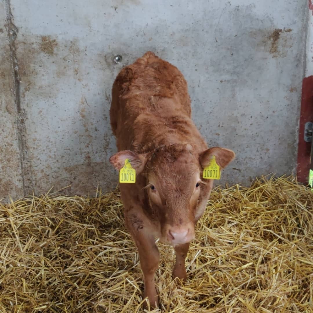 sean_cooney1's tweet photo. Greenville Nua Pandora 10 week old, Derrygullinane Kingbull X Ondit X Rocky. #autumncalving #irishfarming #irishlimousin #pedigree #farmpassion #showpotential @irishlimousin @BeefPrestige @progressivegen https://t.co/qoYo3KW9Ak