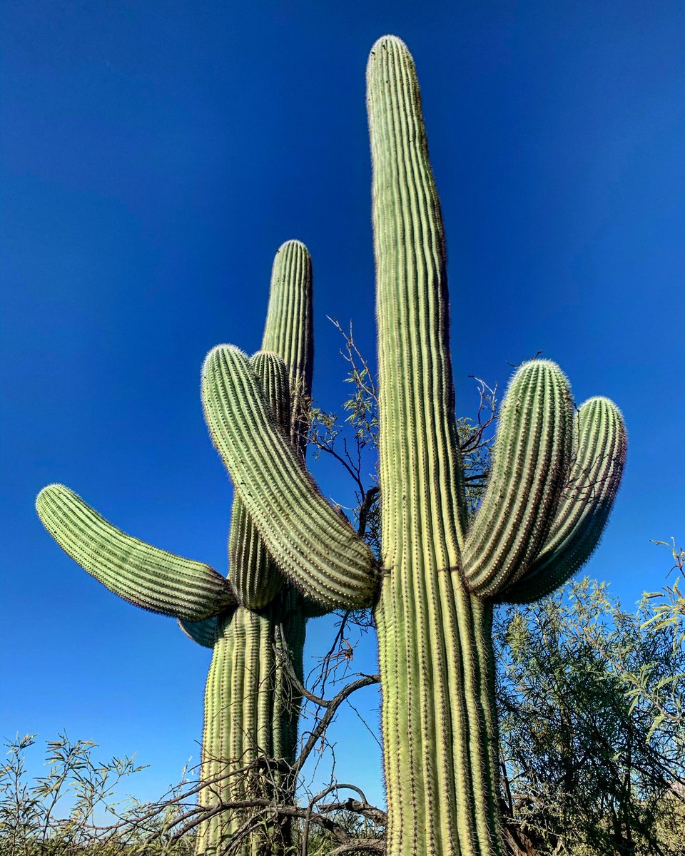 totallytucson's tweet photo. Happy Monday, #Tucson! High 60’s and sunny☀️today. A saguaro twosome hanging out in @SabinoCanyonAZ on my hike this morning. Bless the saguaros. They know what’s going on. @FriendsSabino @VisitTucsonAZ #hiking #instatucson #januaryintucson #jazzinjanuary #totallytucson https://t.co/rCH75CgZIH