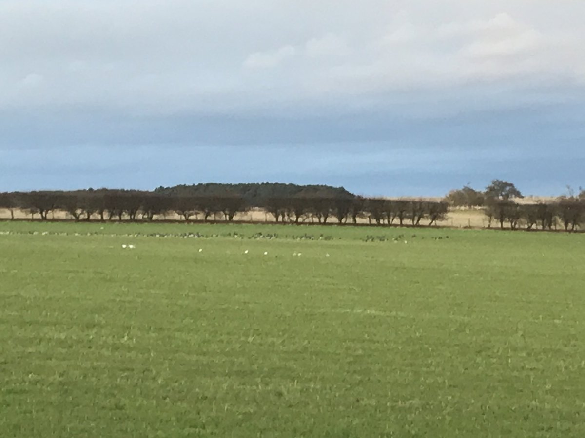 lindisfarne_nnr's tweet photo. Good count of 300 Light-bellied Brent geese on fields adjacent to #Budle Bay this afternoon along with 200+ Curlew. https://t.co/qmLrIkKybS
