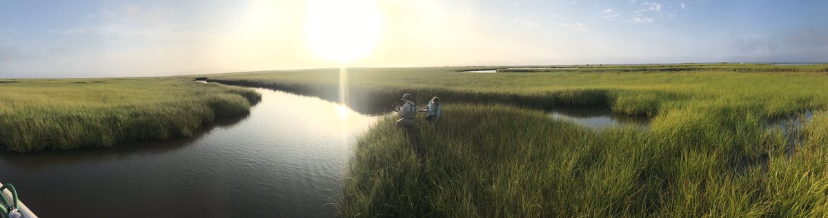 MJPolito's tweet photo. Come join us at #LSU.#! @LSU_CCE is hiring an Assistant Professor with a focus on Wetland Microbial Ecology and/or Soil Biogeochemistry. Apply here: https://t.co/VRMFIHyWus #MarshMud #TinyThings #LSUResearch https://t.co/e5UVyqFnO4