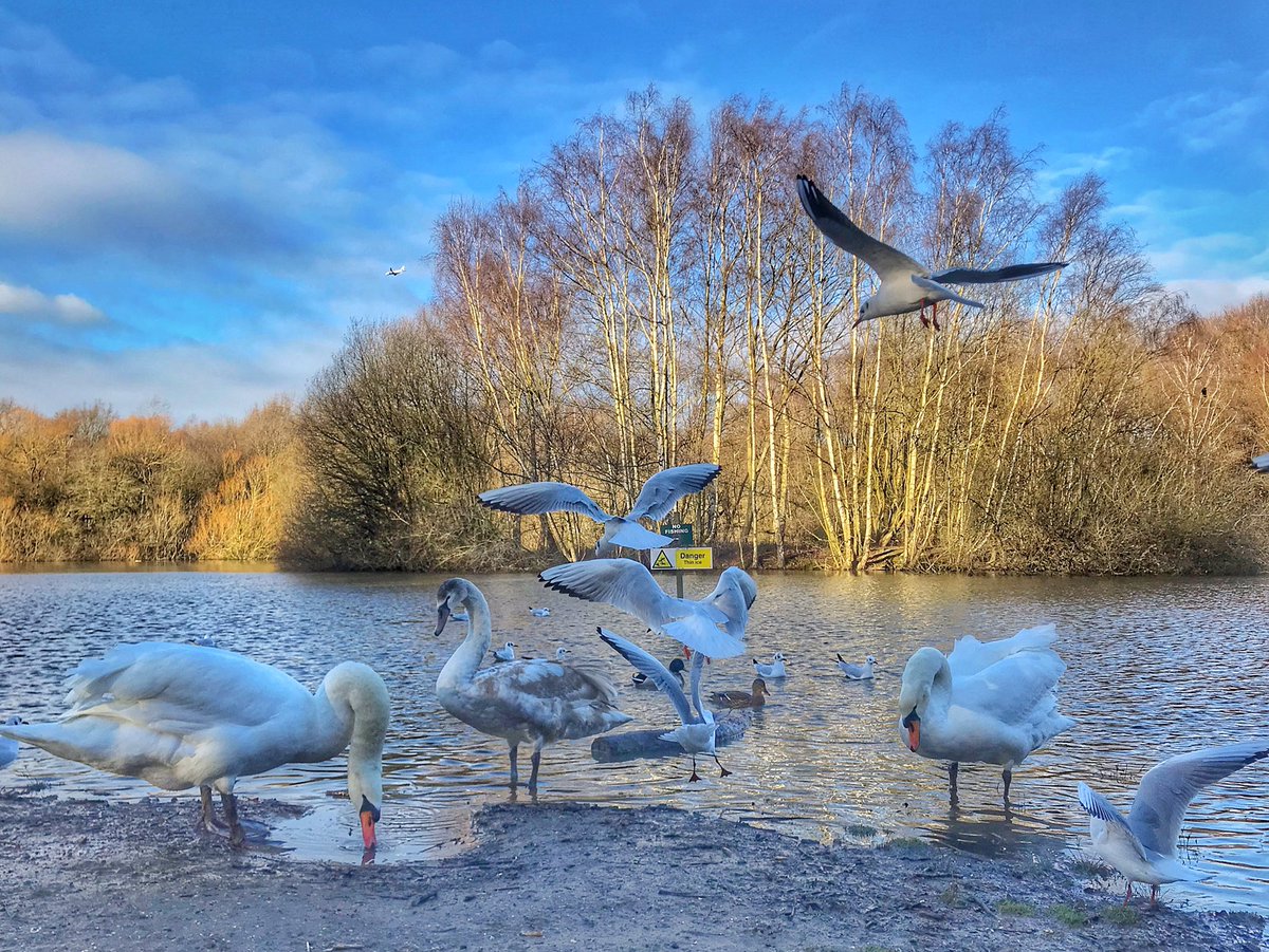 wildlondonpics's tweet photo. Shame about the hit &mainly miss weather we have been having but did chance upon this lovely family of #swans up on #putneyheath its yrs since we have had any on #kingsmere @MiradorDesign @tammymarlar @patlinberg @Warren_Putney @putney_bid #wildaboutputney @WStonesPutney https://t.co/eQoYvH7uwm