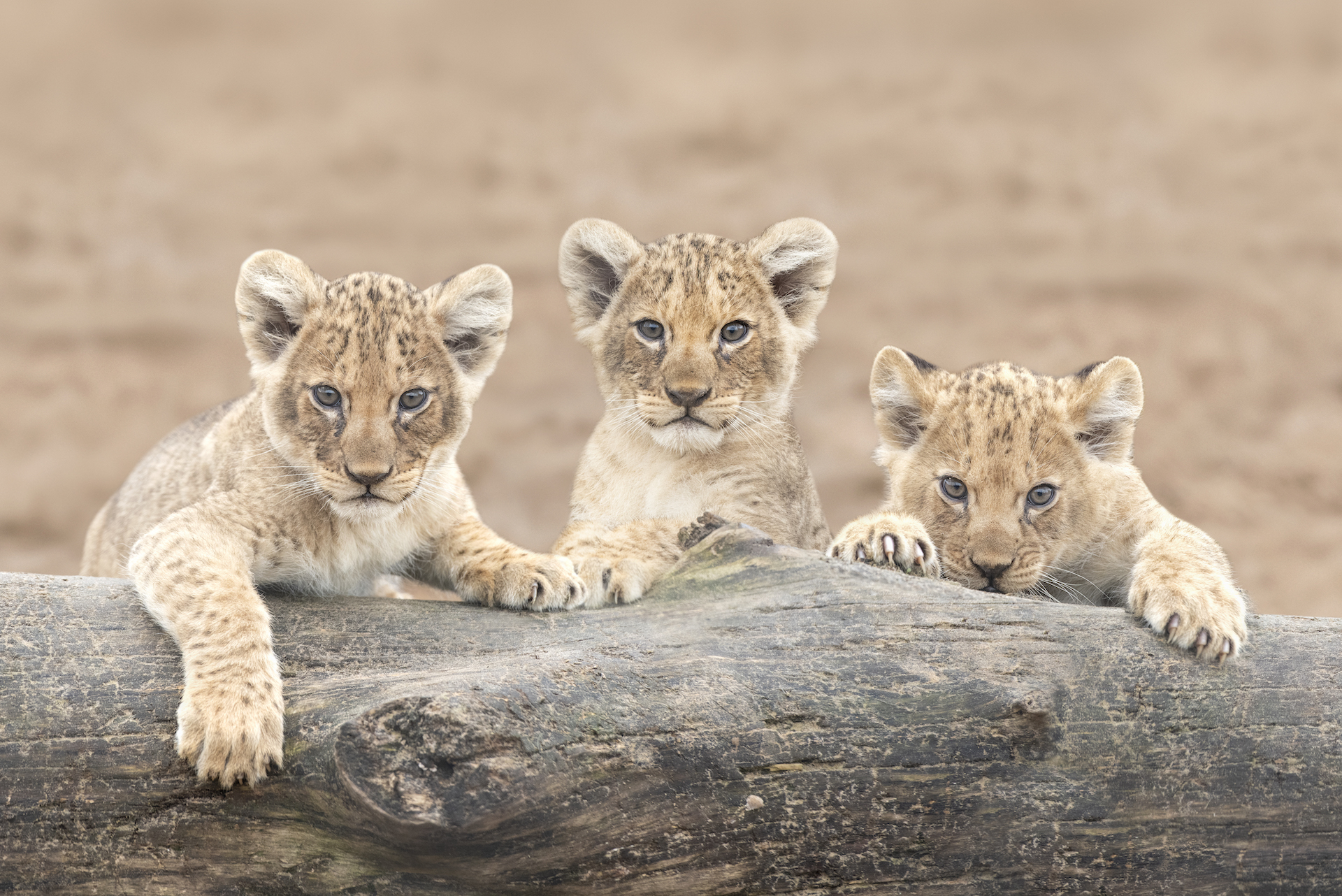 Lion Cub