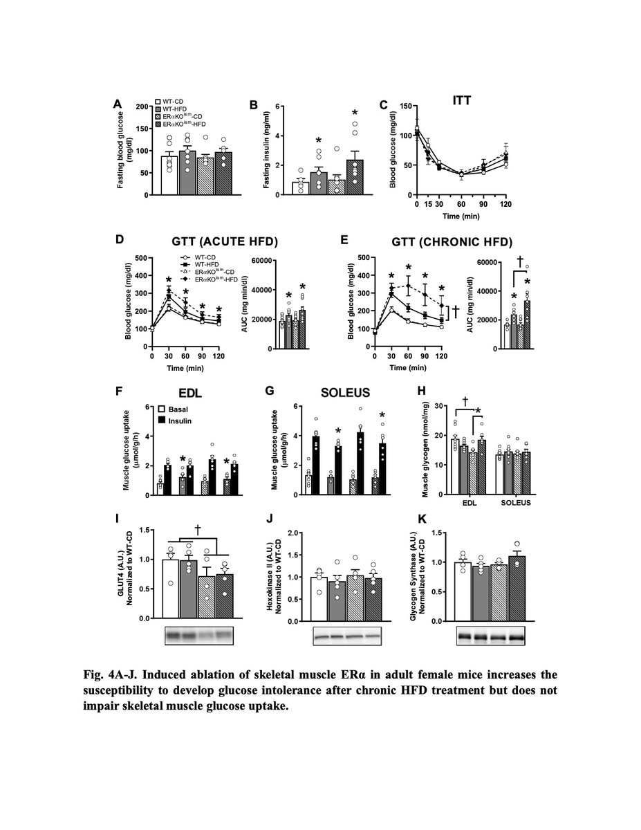 #estrogenreceptor-α in female #skeletalmuscle is not required for regulation of muscle #insulin sensitivity and #mitochondria regulation
#metabolism #Inflammation
sciencedirect.com/science/articl…