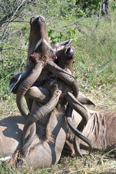 إختلفوا .. فتصارعوا .. فتشابكوا .. فماتوا
وستأتي الكلاب وتأكلهم.. بكل بساطة.. 👌
الحرب بين المسلمين (السنه) المنتصر فيها مهزوم
و المهزوم  معدوم دعكم من الهراء..!!
#اللهم_أحقن_دماء_المسلمين👐🤝