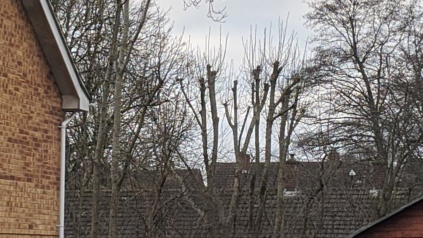 timb0e's tweet photo. After having watched a 2h arboriculture lecture on tree pruning techniques I have learned about watersprouts, and I have started seeing them *everywhere*. https://t.co/r7mu7SOAB1