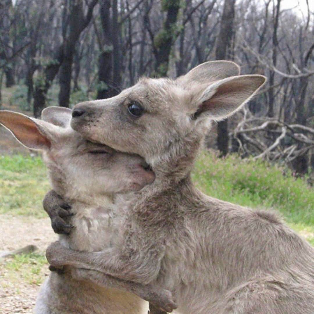 Kalbimiz şu sıralar #Avustralya'da hayatını kaybeden doğa, 8000 koala ve 500 milyonu aşkın hayvan için çarpıyor.