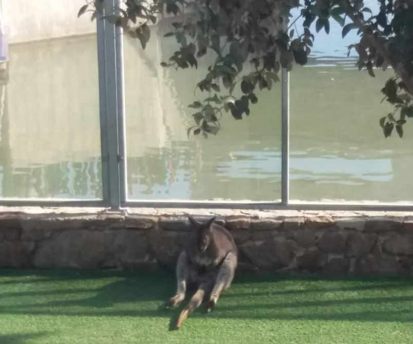 El rey de las habas tweet media