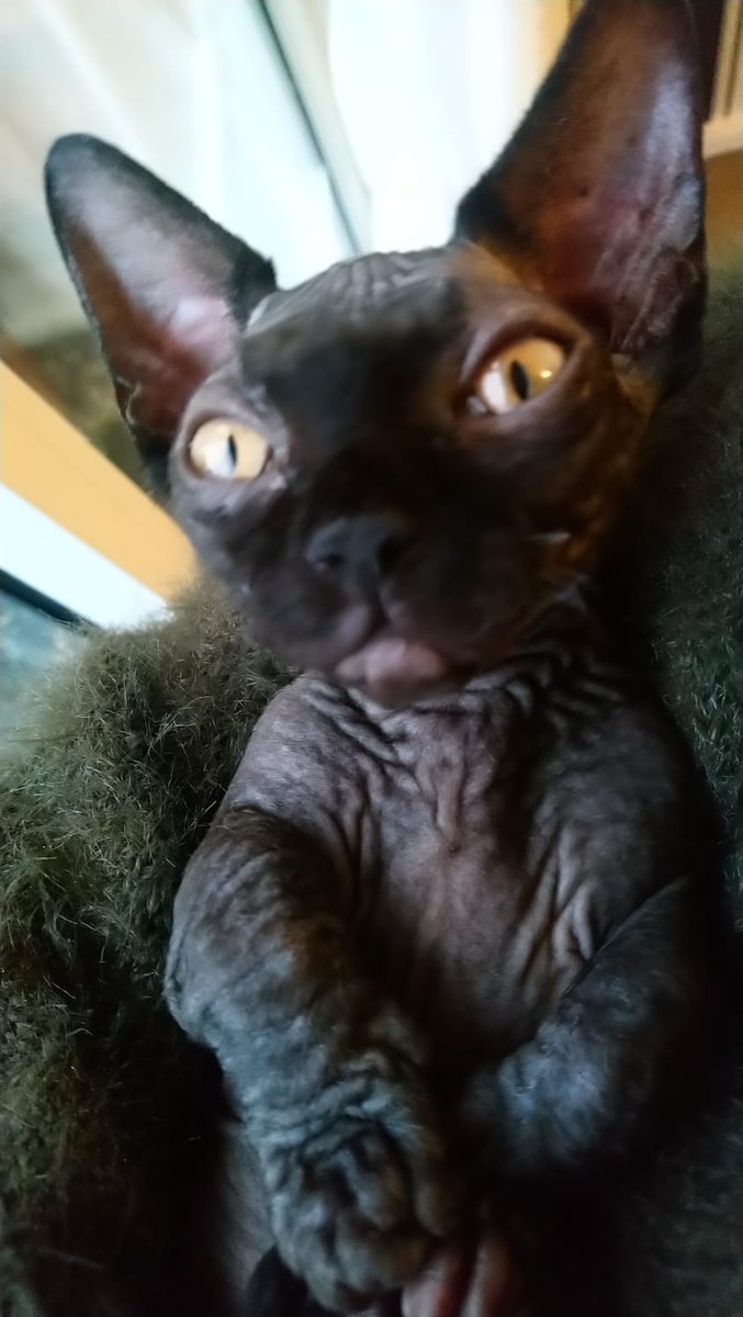 NaginiTheDeath1's tweet photo. Chilling with my Muggle mommy. She has an itchy wooley jumper but will do for now. #CatsOfTwitter #bambinosphynx #itchyjumper #mondaynap #harrypotter https://t.co/cQrIQaAxvo
