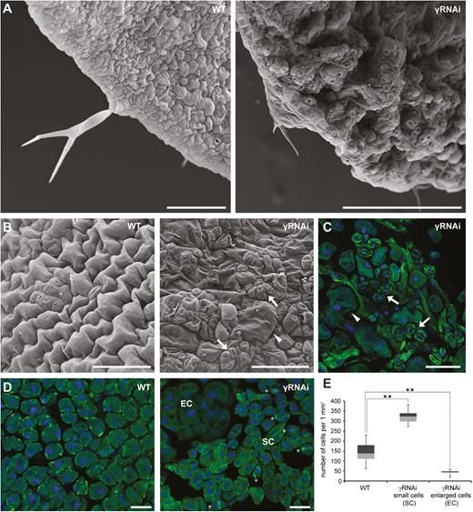 JXBot's tweet photo. γ-Tubulin interacts with E2F transcription factors to regulate proliferation and endocycling in #Arabidopsis https://t.co/PwYRYCxzHw #endoreduplication #openaccess https://t.co/9WS6UIjZAw