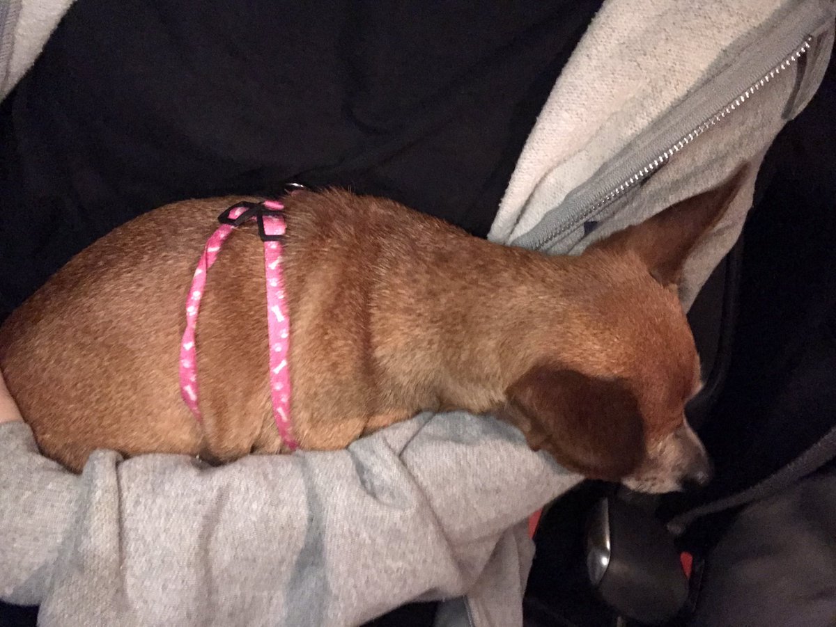 natspardo's tweet photo. Chicos, nos acabamos de encontrar esta perrita en sa Indioteria y está muy asustada! Difundid porfa!!! https://t.co/skGMLXad2A