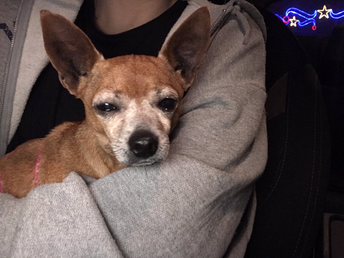 natspardo's tweet photo. Chicos, nos acabamos de encontrar esta perrita en sa Indioteria y está muy asustada! Difundid porfa!!! https://t.co/skGMLXad2A