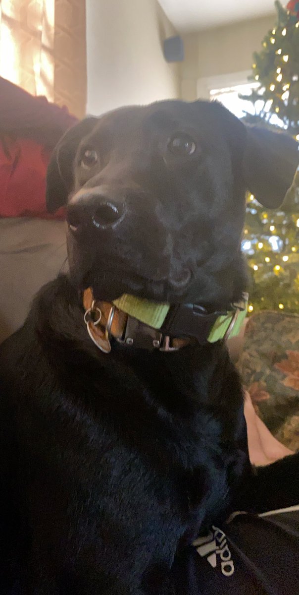 MatthewAllenCG's tweet photo. I love my puppers 😍😍😍😍😍 so precious https://t.co/mu7UwwMDl5