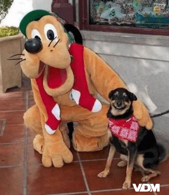 viedemerde's tweet photo. Meilleur Fan de Pluto 😍 https://t.co/zFYqeOvwVE
