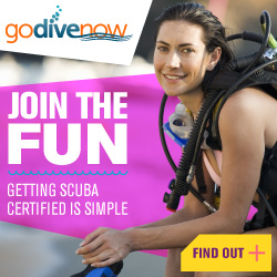 DEMAorg's tweet photo. DEMA's Go Dive Now Member Toolkit makes it easy and inexpensive for you to reach and acquire new customers. Members, log in and access your resources today! https://t.co/VeRI1b0KG3 #DEMA #DEMAShow #DEMAMember #ScubaBusiness #DivingBusiness #DivingIndustry #ScubaIndustry https://t.co/Vsa6xJWkTe