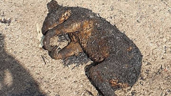 Let's cry for them! Almost 500 million animals are burnt alive in bushfires in Australia.