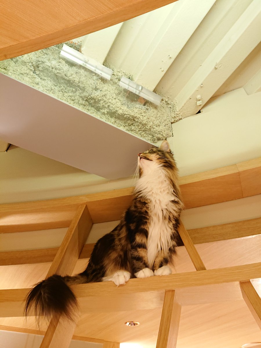mipochiphoto's tweet photo. 猫カフェ。癒された…。 https://t.co/JpB3donXsN