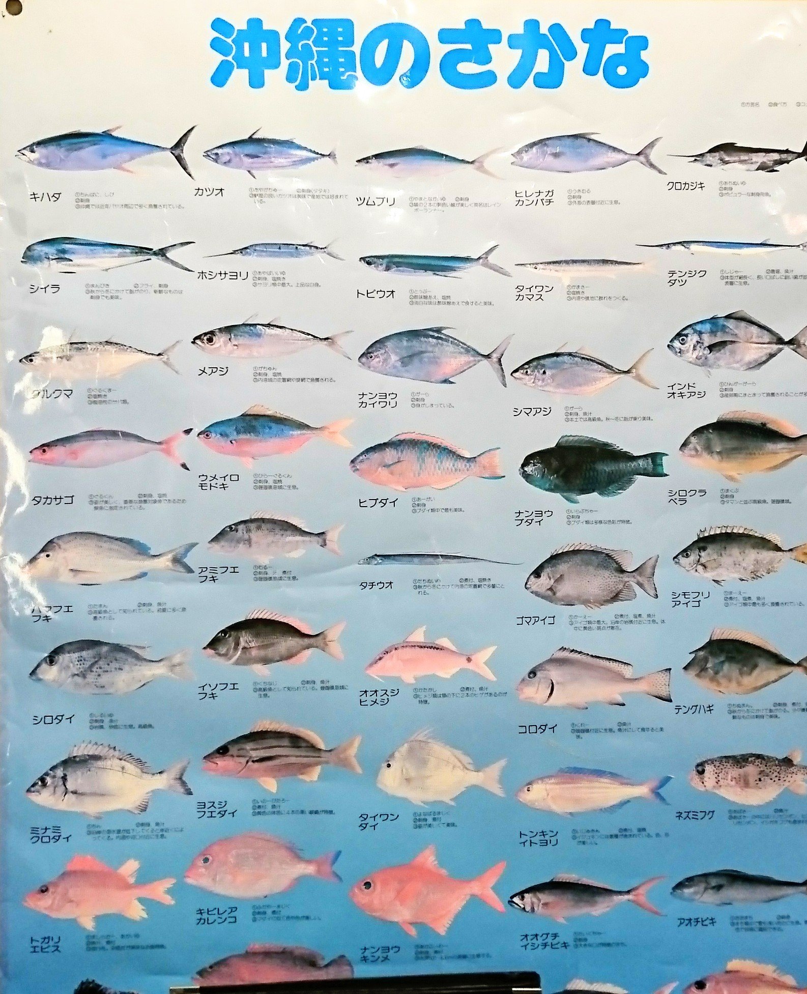 沖縄酒場食堂 結結 今年も沖縄魚新鮮美味しい魚取り入れます T Co Vrogvsklel 浦和 沖縄料理 ぬちぐすい うらわ 琉球料理 結結 宴会 オリオンビール 島魚 泡盛 クースー 美ら海 ラフテー ゴーヤーチャンプルー てびち 人参