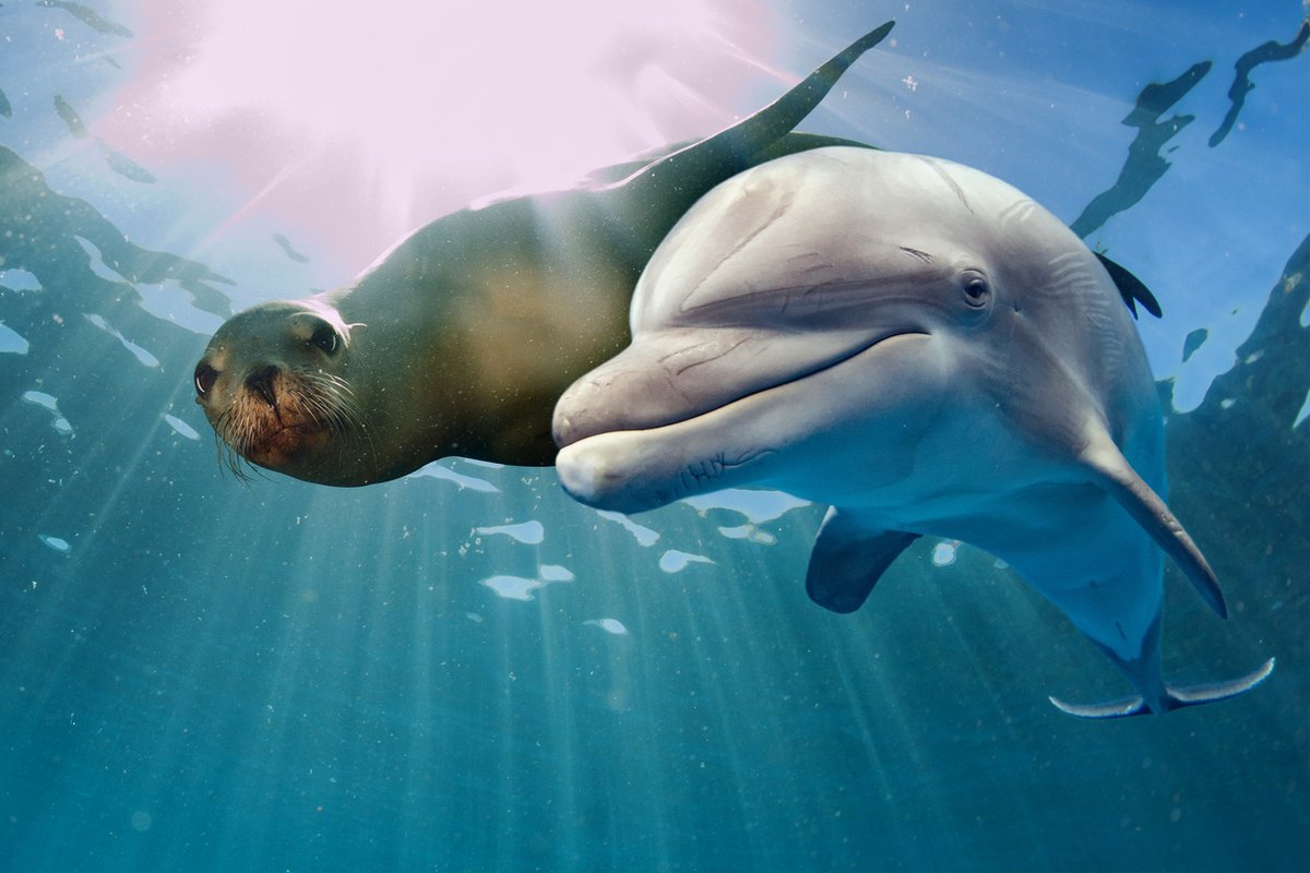 amhmar_mx's tweet photo. Desde la #AMHMAR trabajamos en conjunto con otras organizaciones para realizar esfuerzos por la conservación y bienestar de cada especie de mamíferos marinos en México y en el mundo, así como promover la educación ambiental y el cuidado del océano a través de programas sociales. https://t.co/02PqFbaHRn