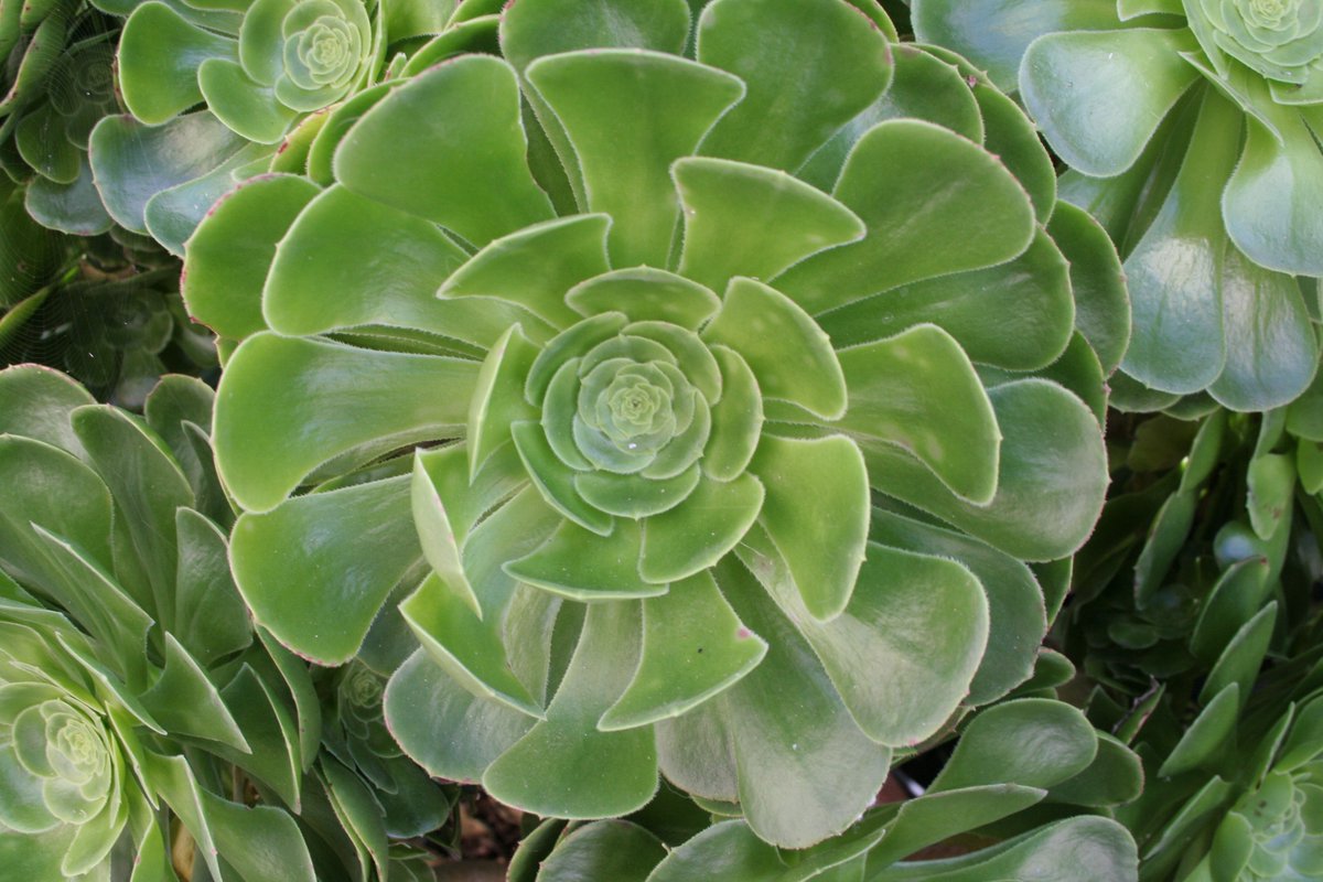 American article.  Succulents one of the  hot trends for 2020 ow.ly/oo5j50xO9Ou