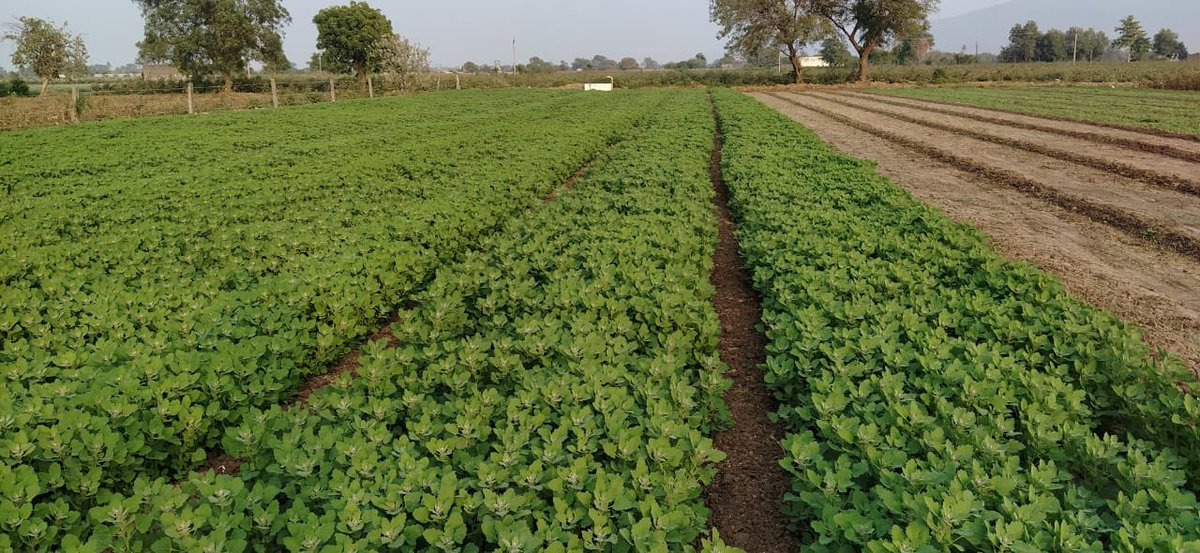 nutricrops's tweet photo. #Quinoafarm #White #Red #BoldQuinoa #India #Contactfarming #GrowNutricrops https://t.co/A4KhyywjNF