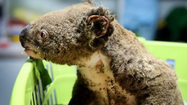 ElDia_do's tweet photo. Incendios en Australia: los millones de koalas y otros animales que han resultado afectados
#Australia #animles #calentamientoglobal #fuego 
https://t.co/KCZp8pkDrP https://t.co/ZeiOMJXezt