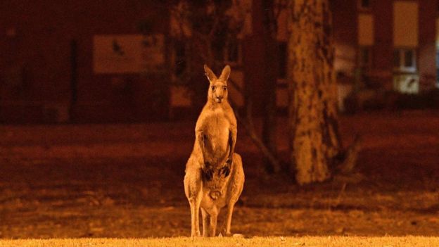 ElDia_do's tweet photo. Incendios en Australia: los millones de koalas y otros animales que han resultado afectados
#Australia #animles #calentamientoglobal #fuego 
https://t.co/KCZp8pkDrP https://t.co/ZeiOMJXezt