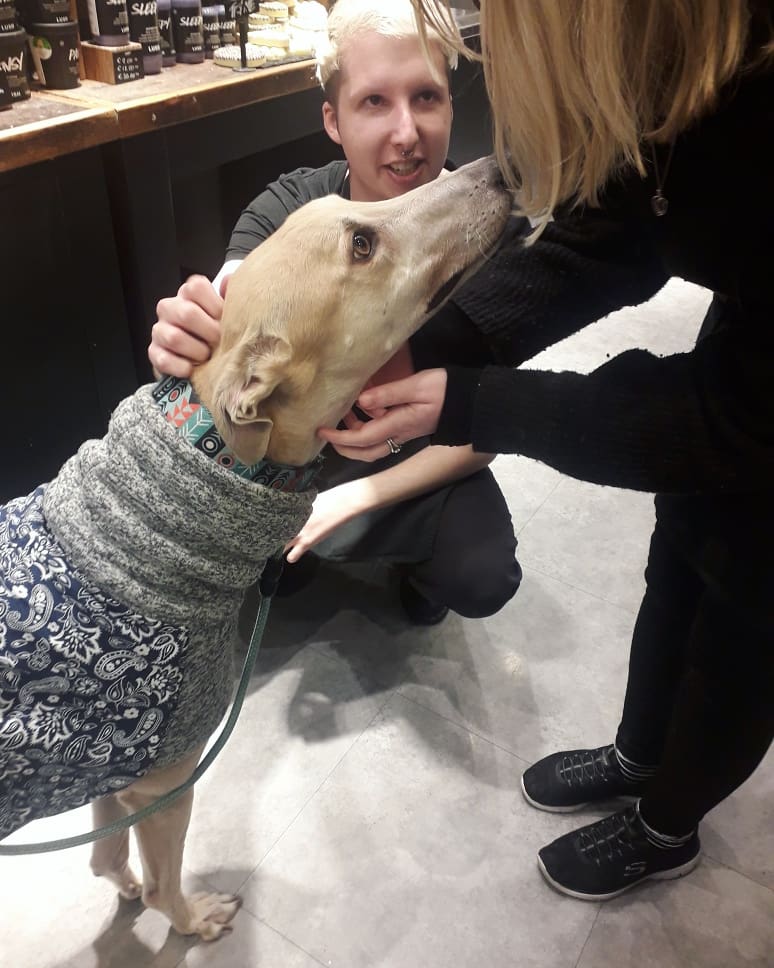 I popped into <a href="/LushCork/">Lush Cork</a> to say hi to all my friends and have a sniff of their new range! As we were walking in we were followed by an older gentleman who enquired about adopting a greyhound, as he had heard how we make fantastic pets! How bad! #twitterhounds #adoptdontshop