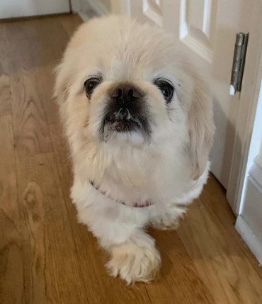 Wong-Wong is a male Pekingese in need of love! petfinder.com/petdetail/4520…