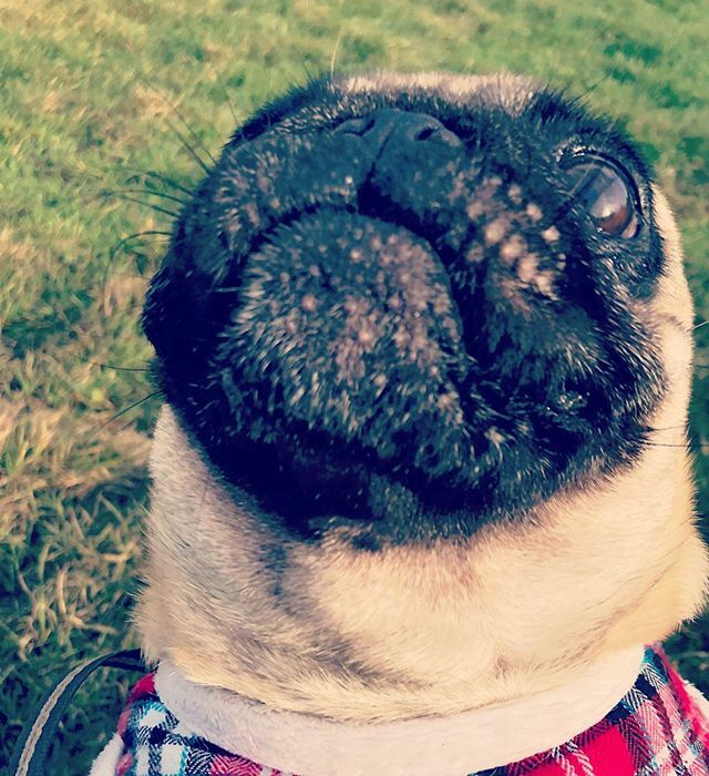 “Name me a better seal impersonator... I’ll wait...” #pug #pugs #puggy #pugspugspugs #pugscorner #pugworld #worldofpug #pugsnotdrugs #puglife #pugobsessed #pugnation #puglovers #pugstagram #pugstuff #pugsofinstagram ift.tt/2SUUxh7